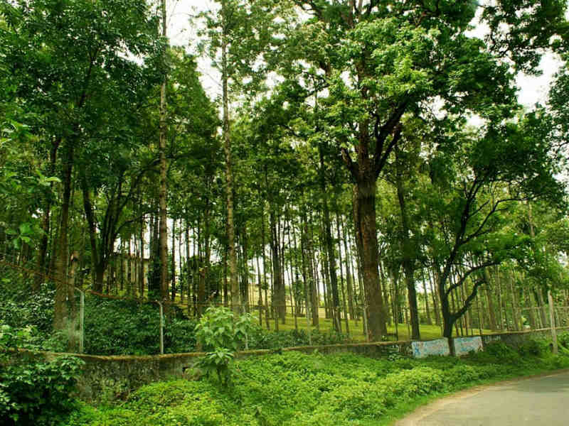 Marayoor Sandalwood Forests