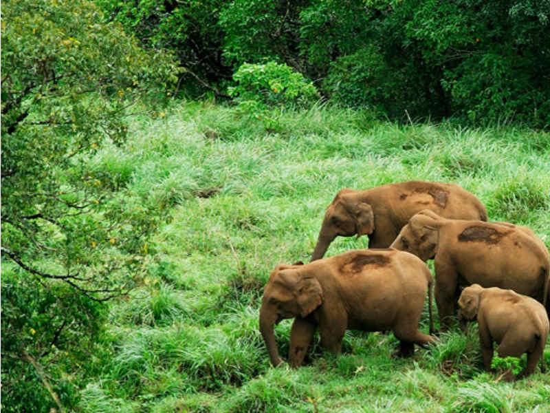 Rajamalai (Part of Eravikulam National Park)