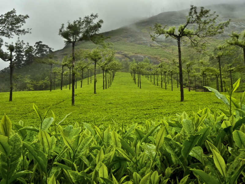 Tea Plantations